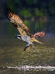 Thumbs/tn_s10601_10.jpg