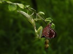 Thumbs/tn_S10607_07.jpg