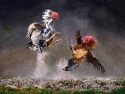 Thumbs/tn_s10502_03.jpg