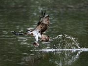 Thumbs/tn_s10502_08.jpg