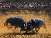Thumbs/tn_s10503_02.jpg