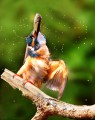 Thumbs/tn_000133.jpg